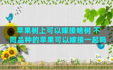 苹果树上可以嫁接啥树 不同品种的苹果可以嫁接一起吗